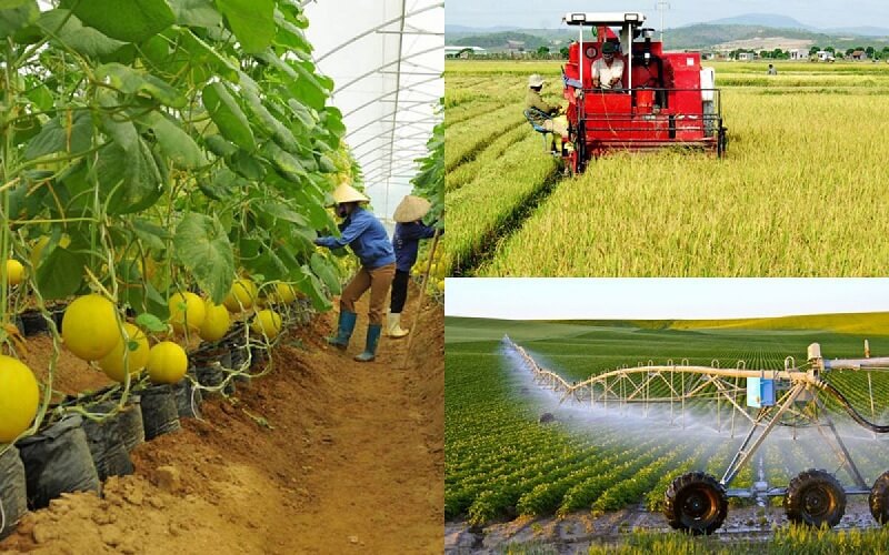 Ngành Kinh doanh nông nghiệp là học gì? Điểm chuẩn và các trường đào tạo