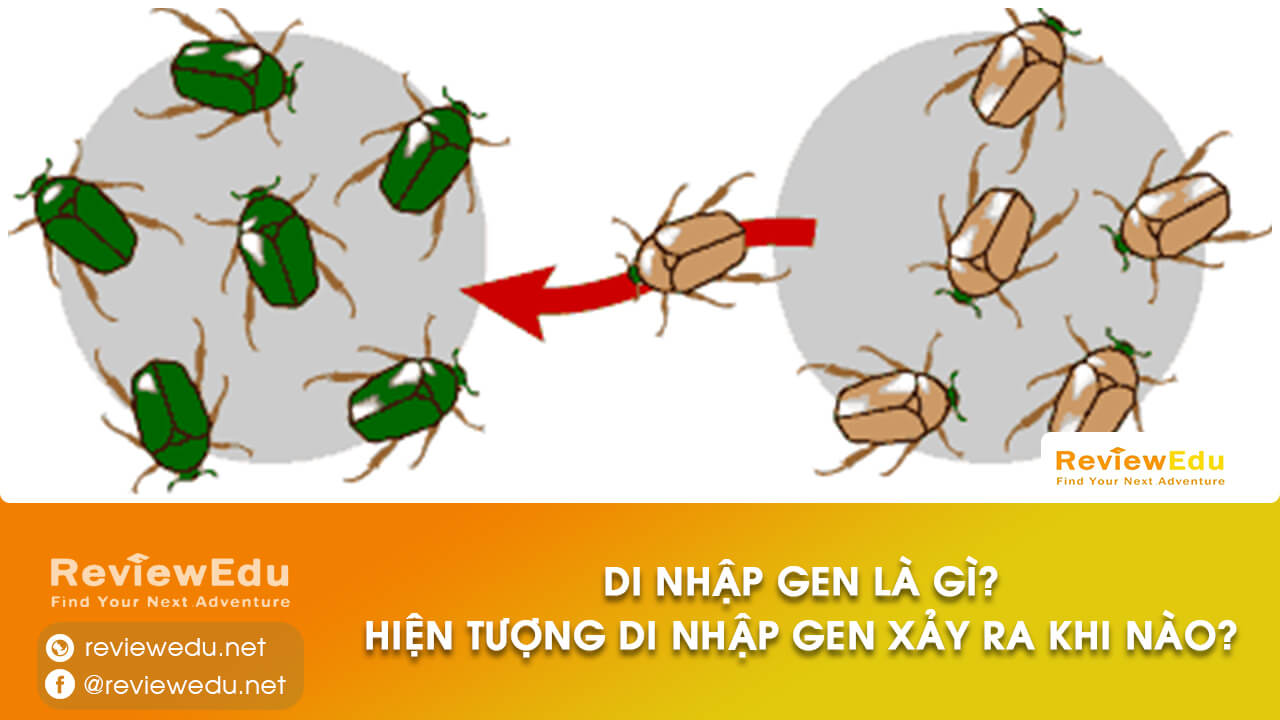 di nhập gen là hiện tượng