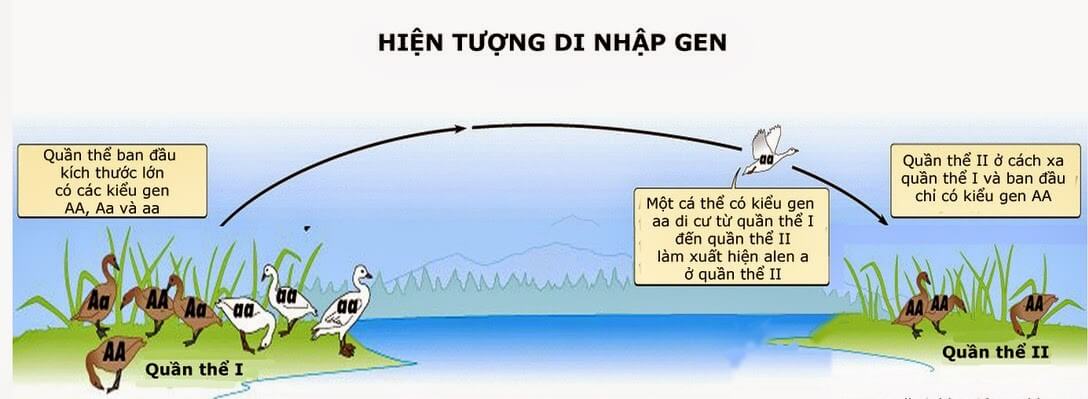 Di nhập gen là gì? Hiện tượng di nhập gen xảy ra khi nào?