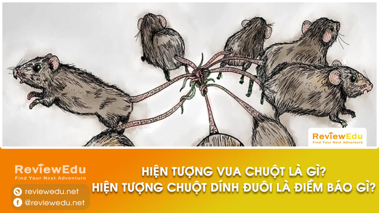 hiện tượng vua chuột