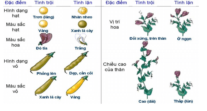 Di truyền là hiện tượng gì? Phương pháp nghiên cứu di truyền học của Menđen