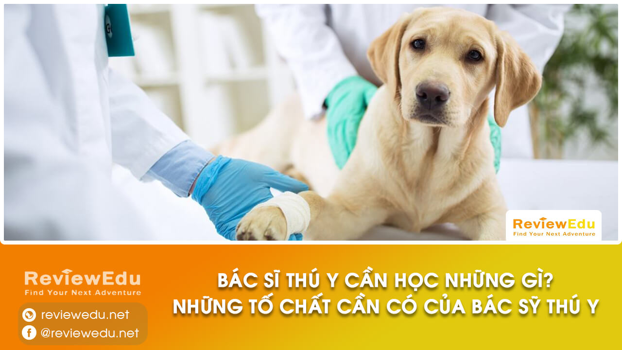 bác sĩ thú y cần học những gì